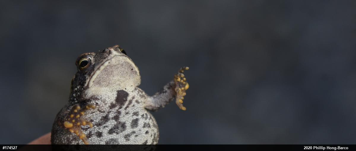 Eastern American Toad