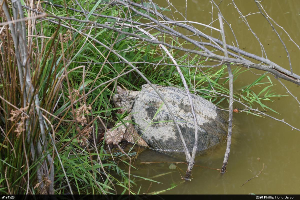 Snapping Turtle