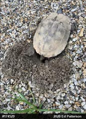 Wood Turtle