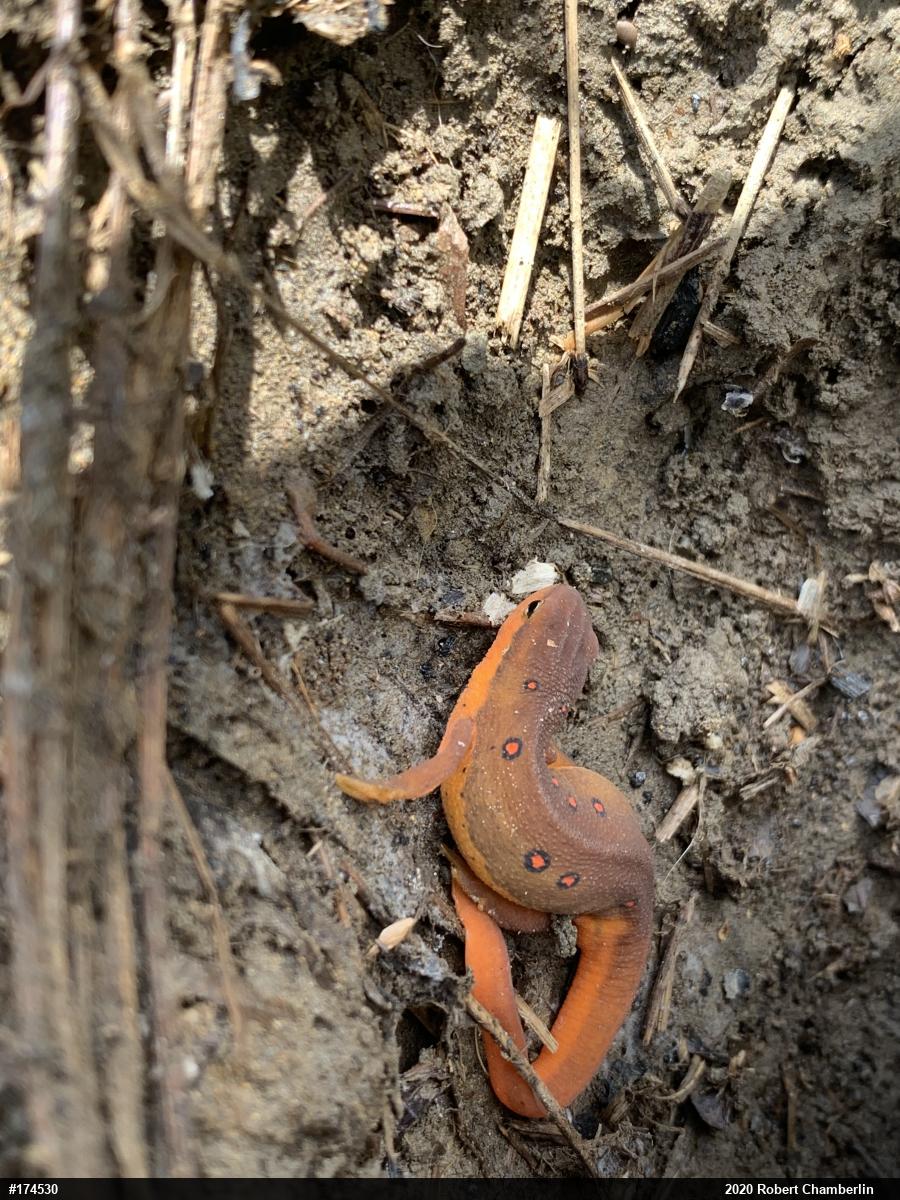 Red-spotted Newt