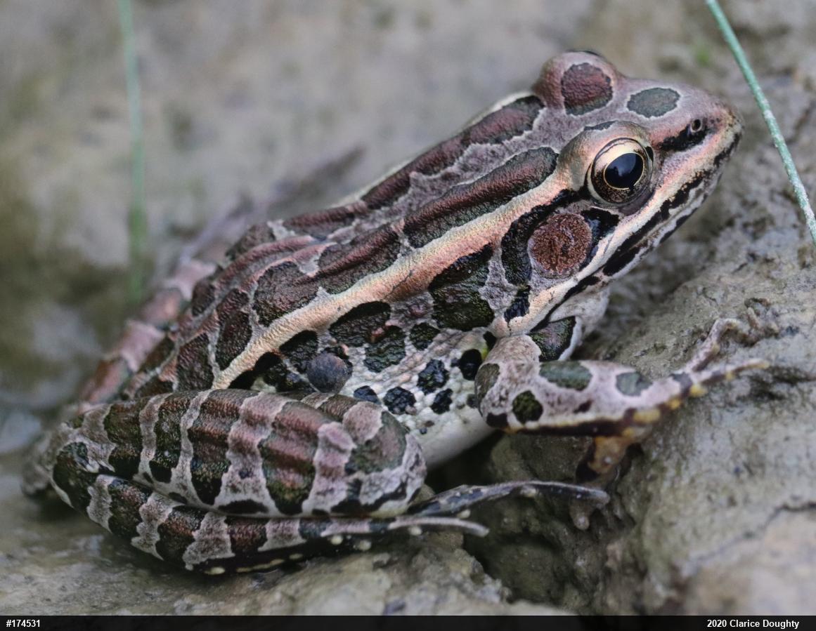 Pickerel Frog