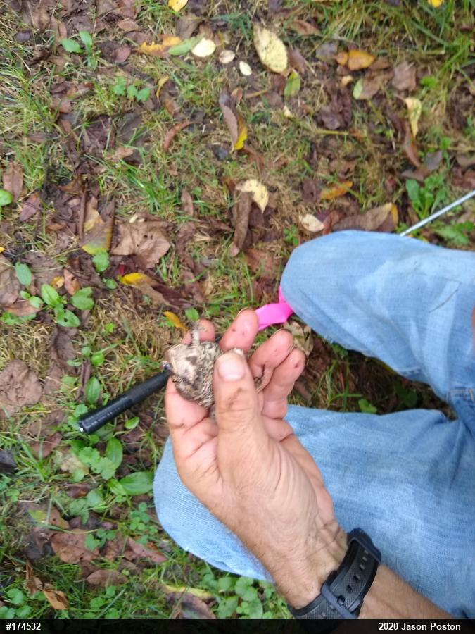 Eastern American Toad