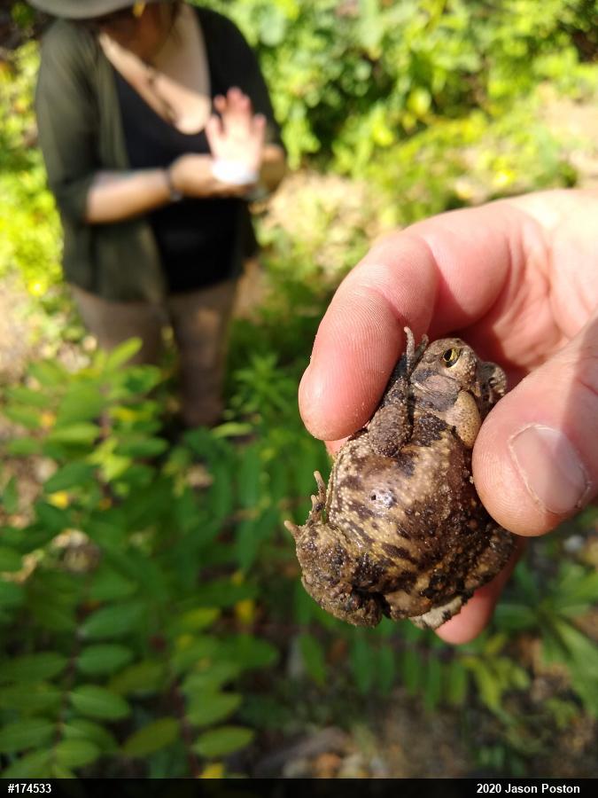 Eastern American Toad