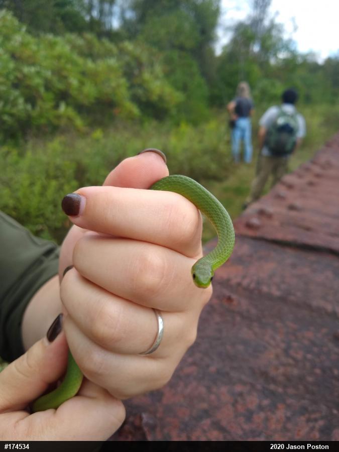 Smooth Greensnake