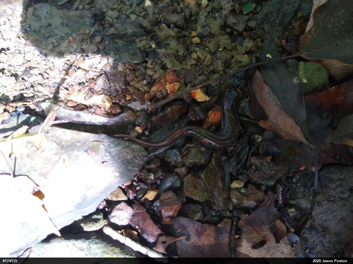 Northern Dusky Salamander