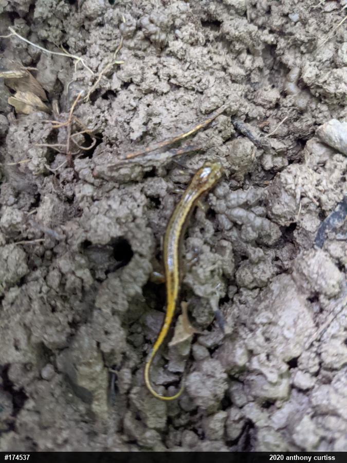 Northern Two-lined Salamander