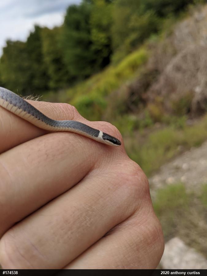 Northern Ring-necked Snake