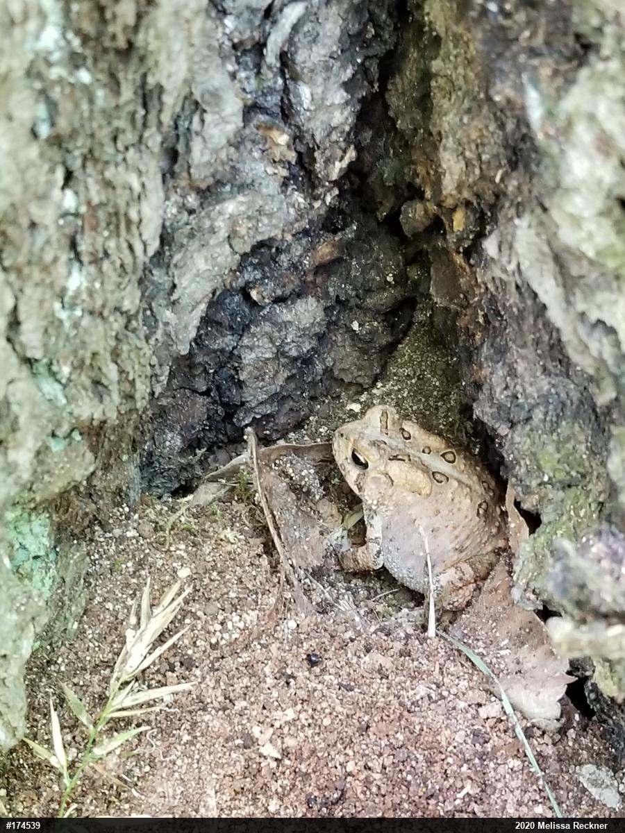 Eastern American Toad