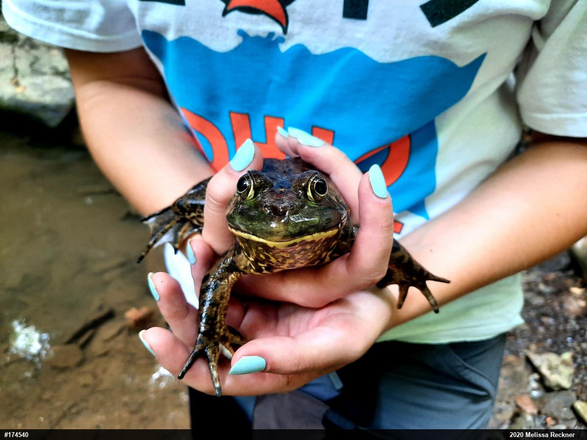 American Bullfrog