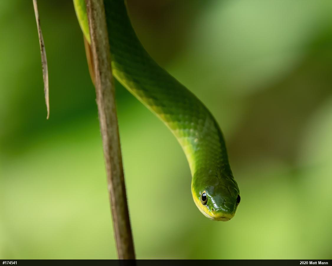 Smooth Greensnake