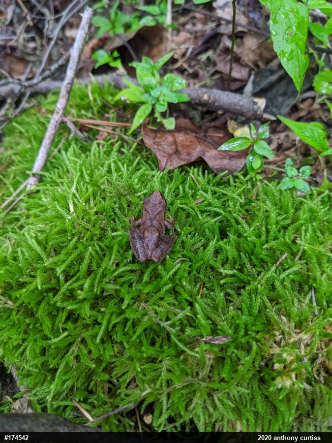 Spring Peeper