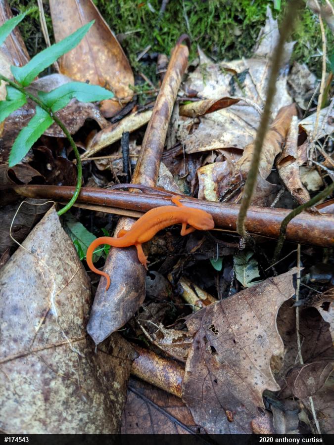 Red-spotted Newt