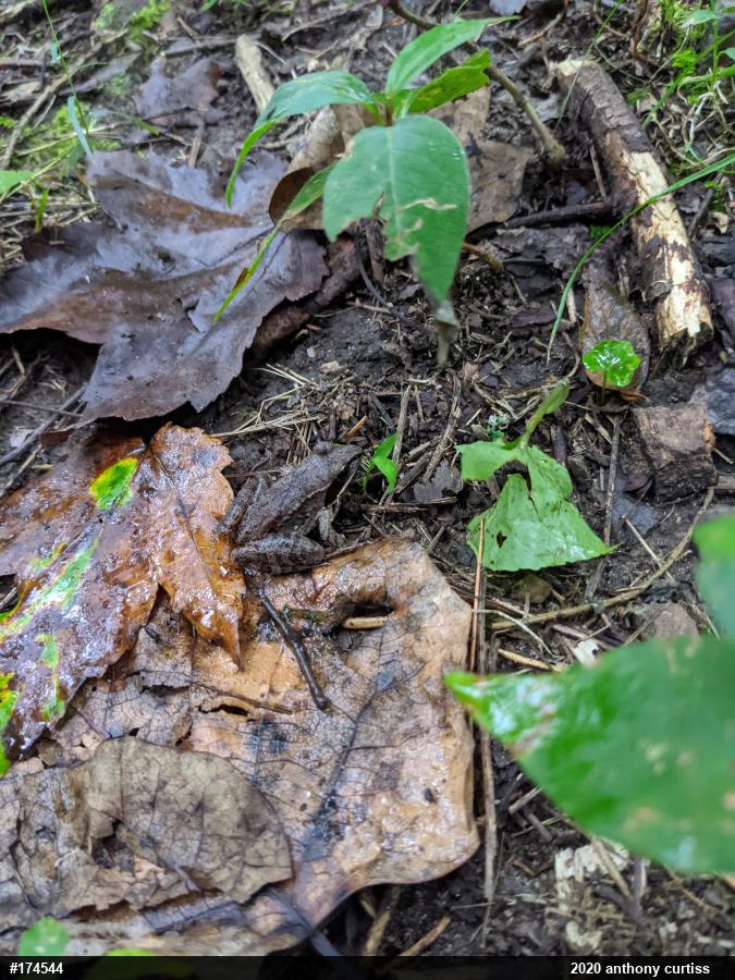 Wood Frog