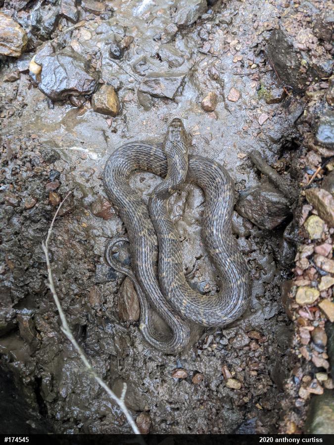 Northern Watersnake