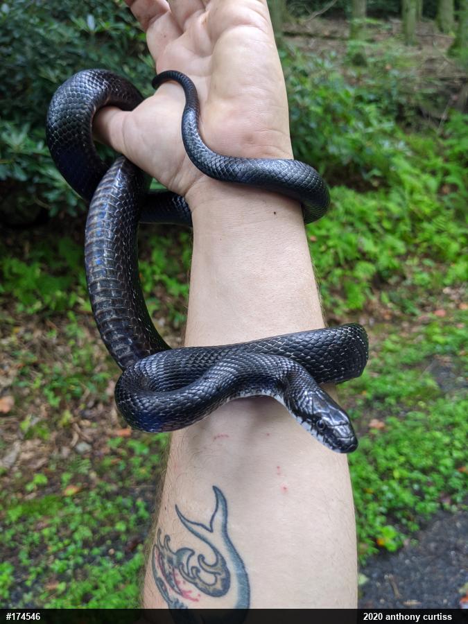 Eastern Ratsnake