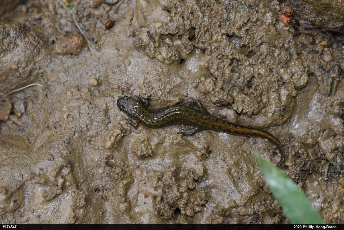 Northern Dusky Salamander