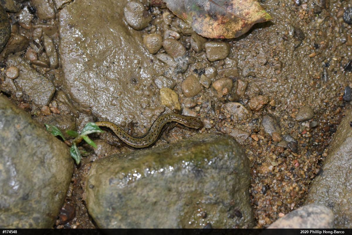 Northern Two-lined Salamander