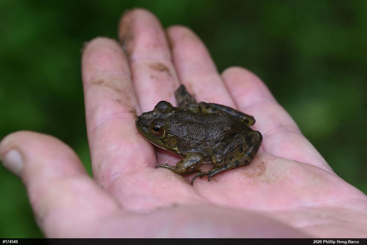 American Bullfrog