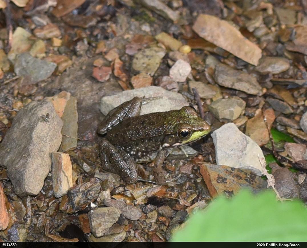 Green Frog