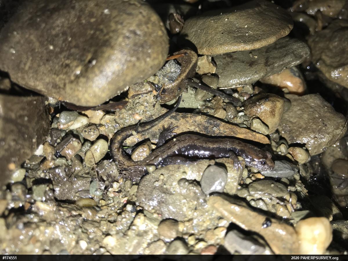 Allegheny Mountain Dusky Salamander