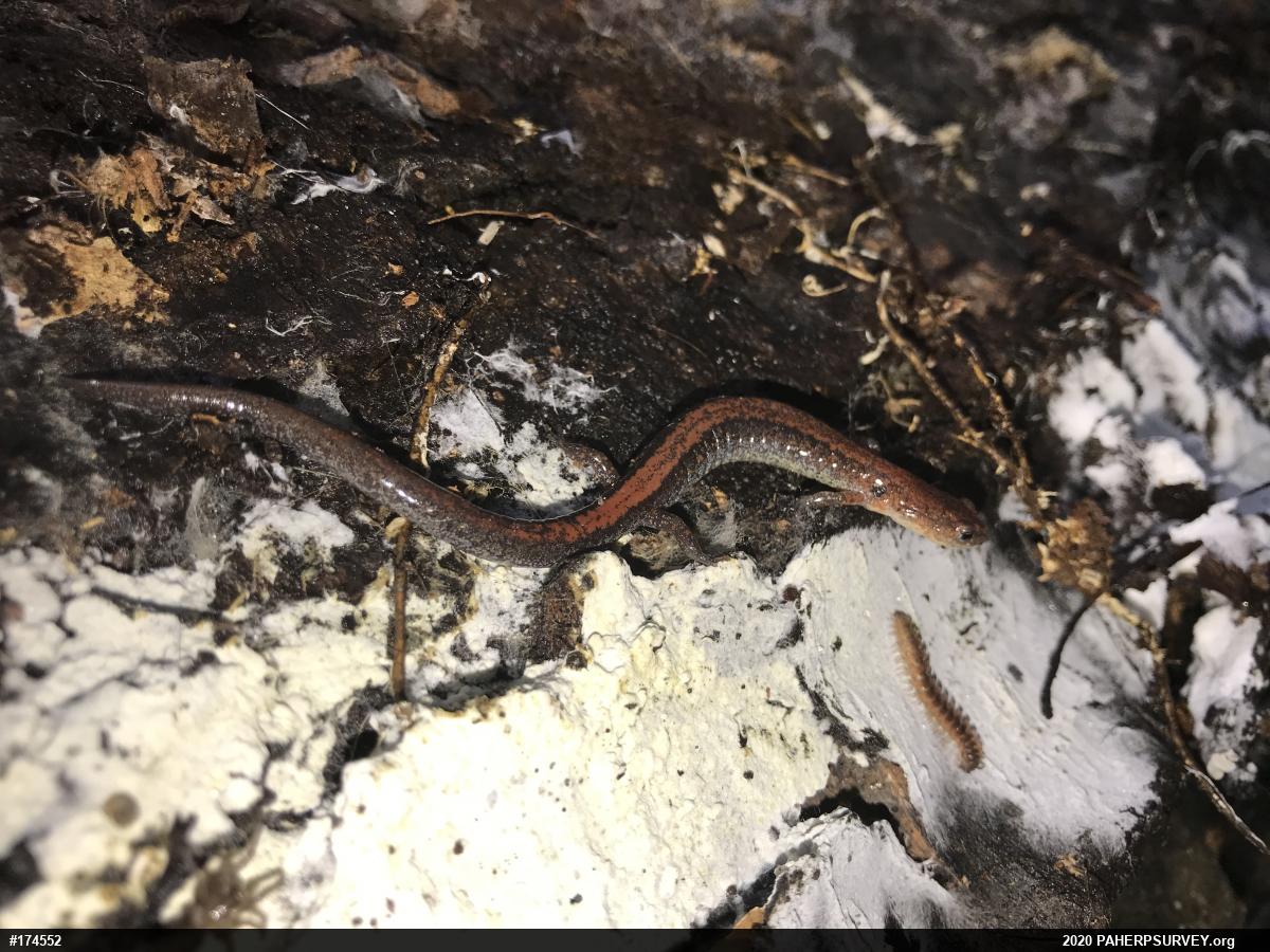 Eastern Red-backed  Salamander