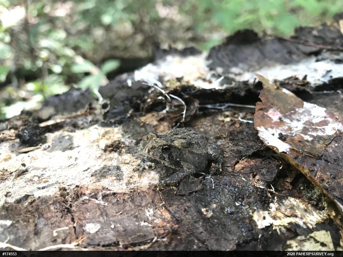 Eastern American Toad