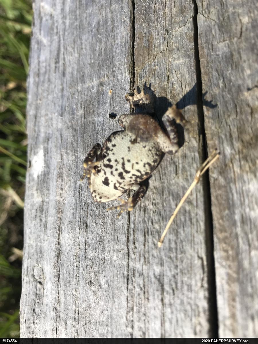 Eastern American Toad