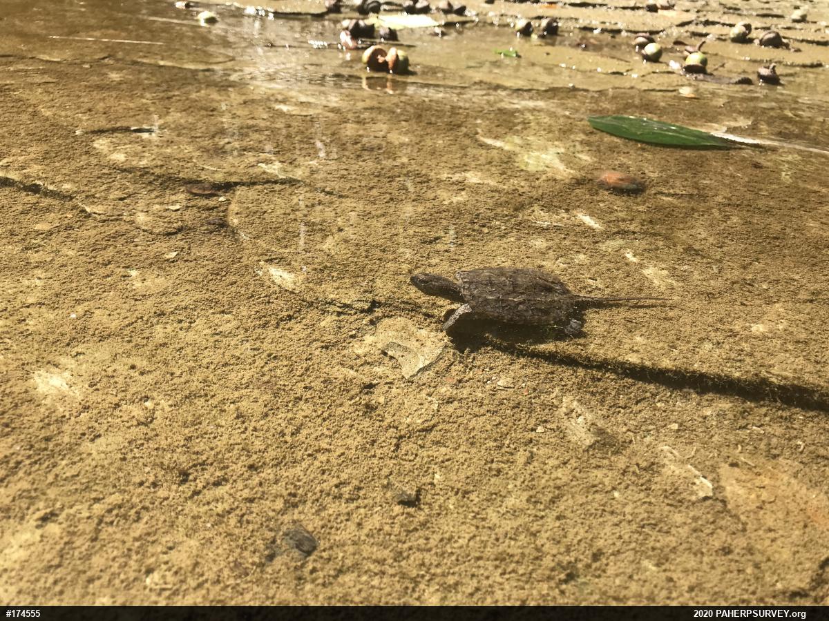 Snapping Turtle