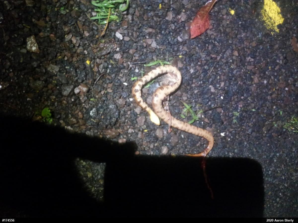 Northern Copperhead