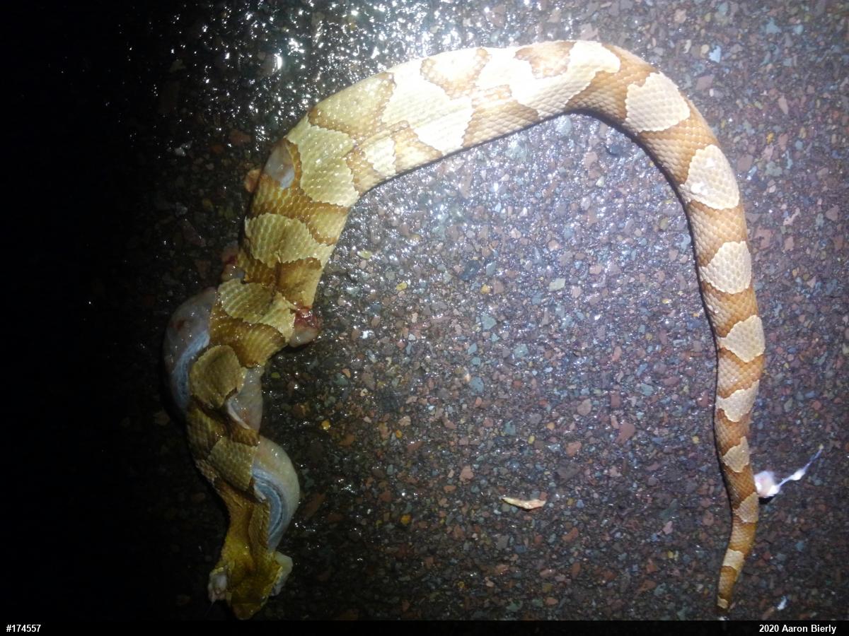 Northern Copperhead