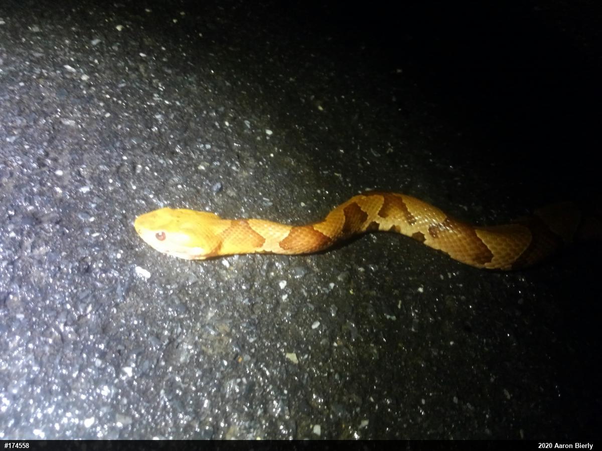 Northern Copperhead