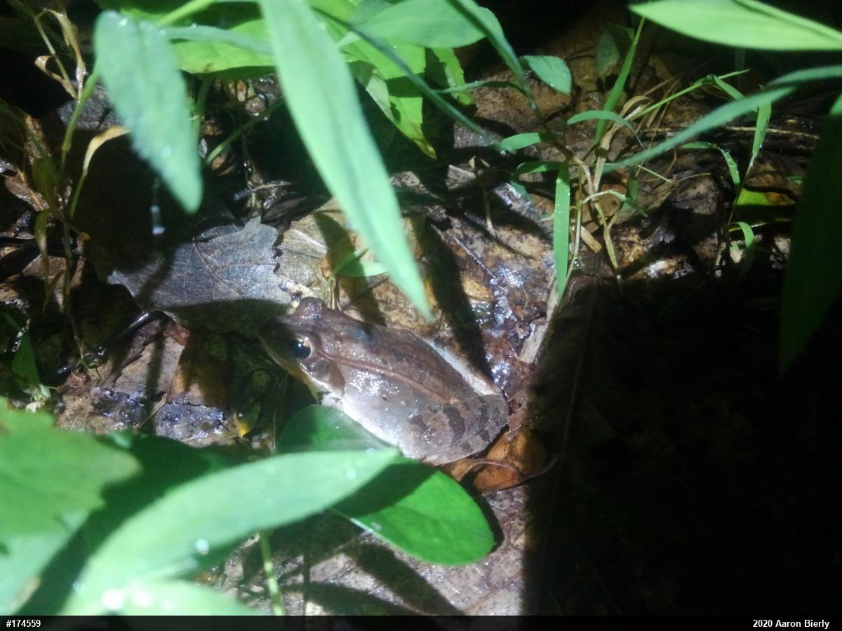 Wood Frog