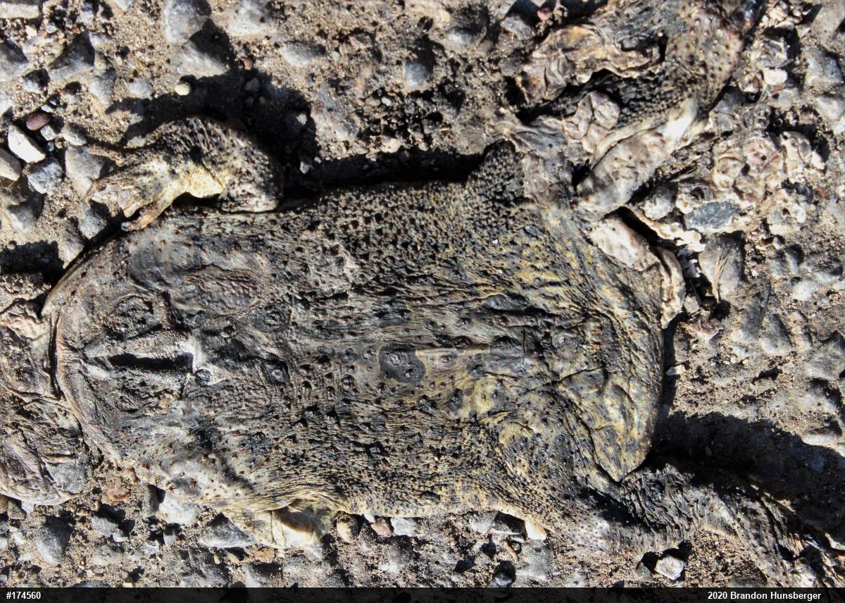 Eastern American Toad