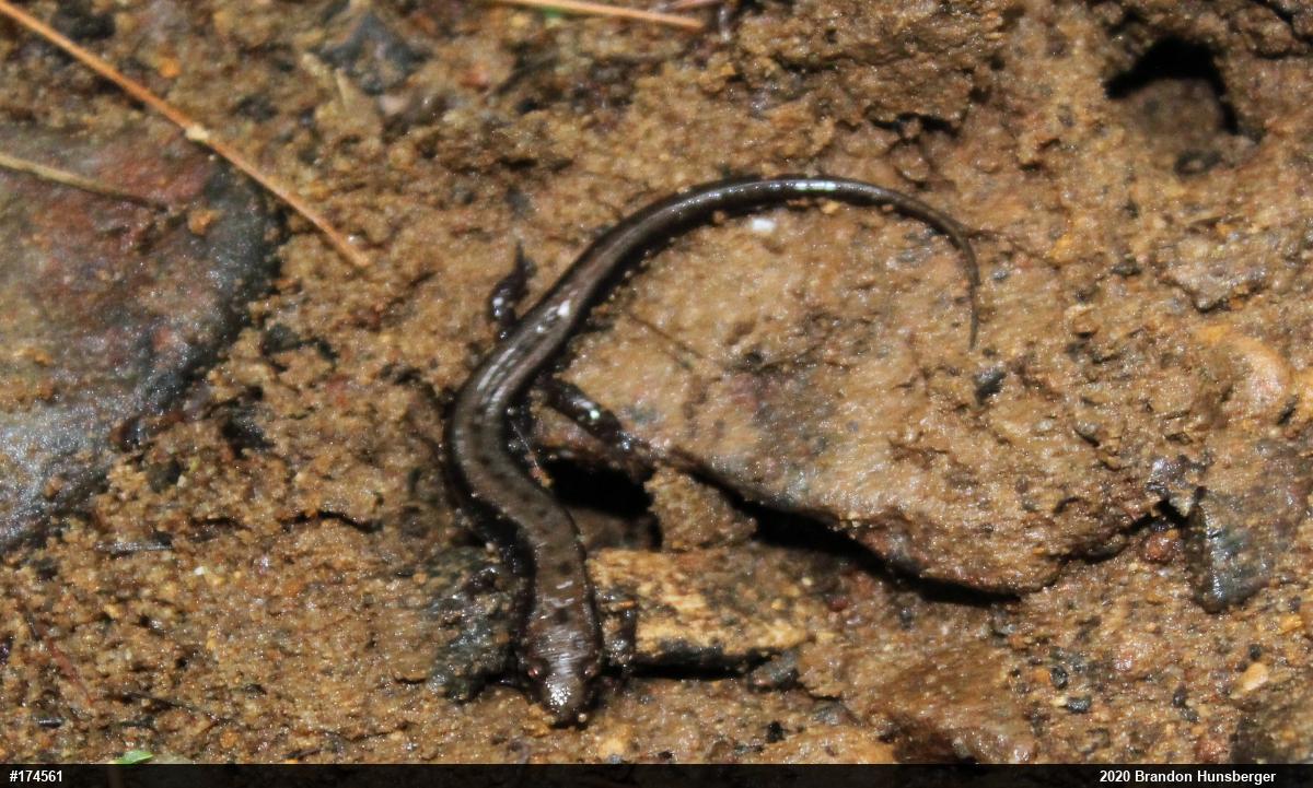 Allegheny Mountain Dusky Salamander