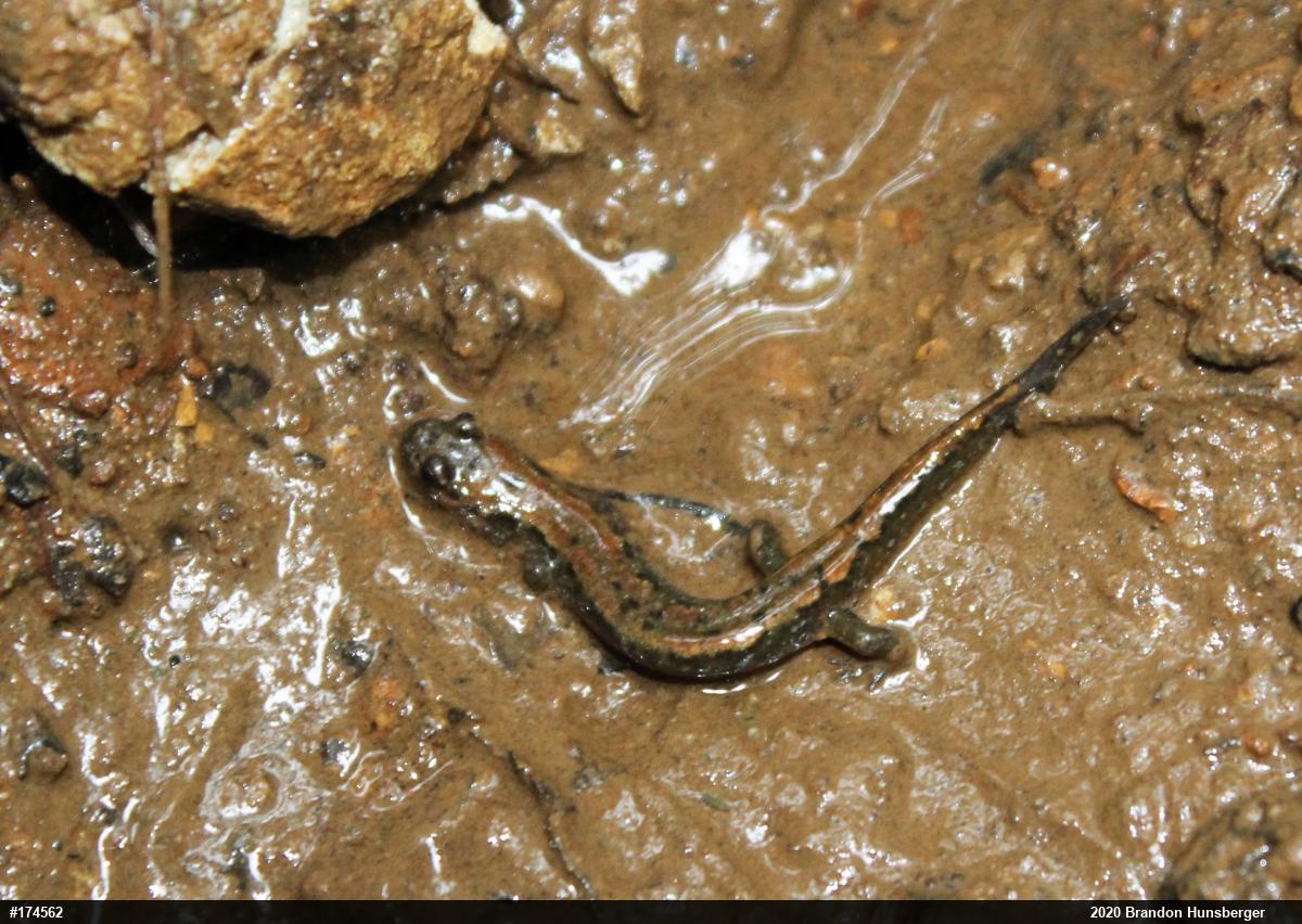 Northern Dusky Salamander