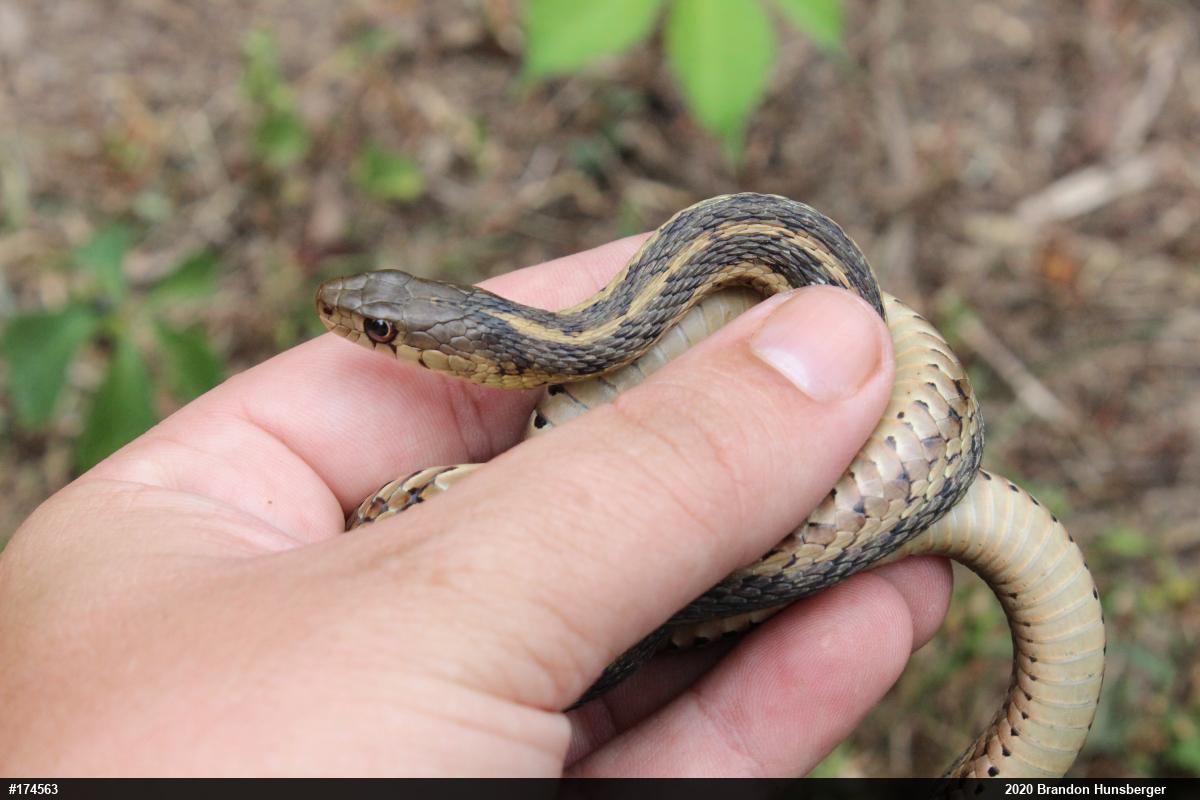 Eastern Gartersnake
