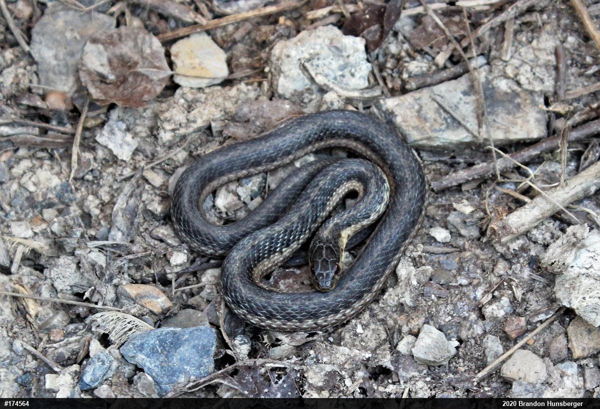 Eastern Gartersnake