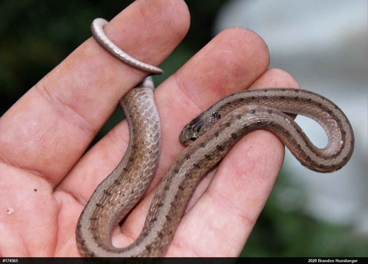 Dekay's Brownsnake