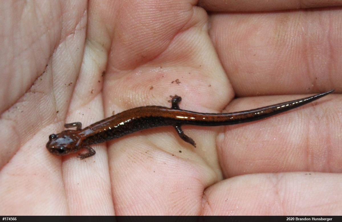 Eastern Red-backed  Salamander