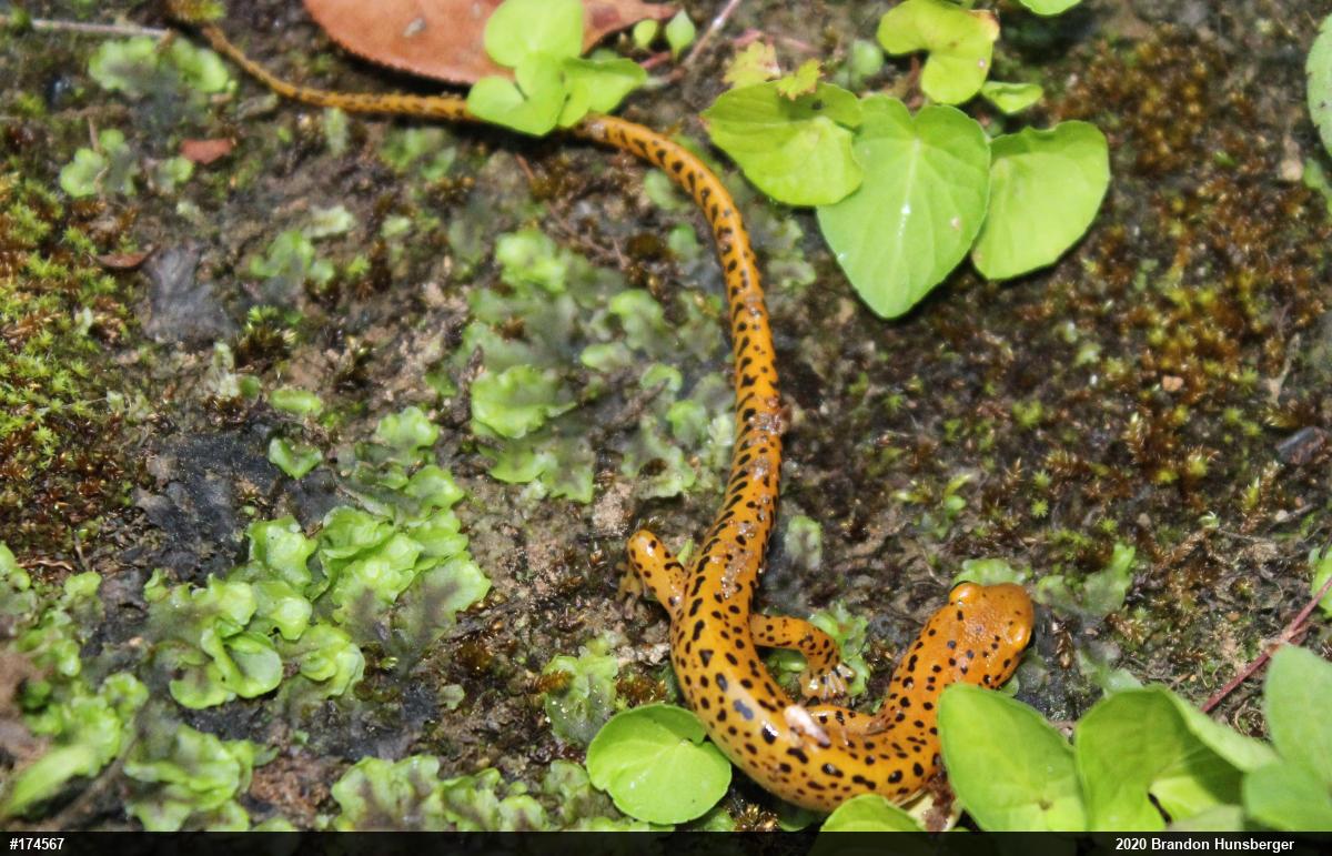 Eastern Long-tailed Salamander