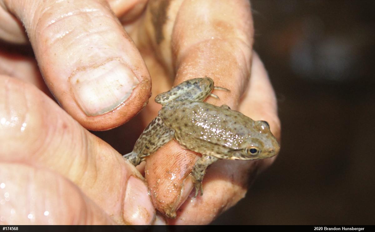Green Frog