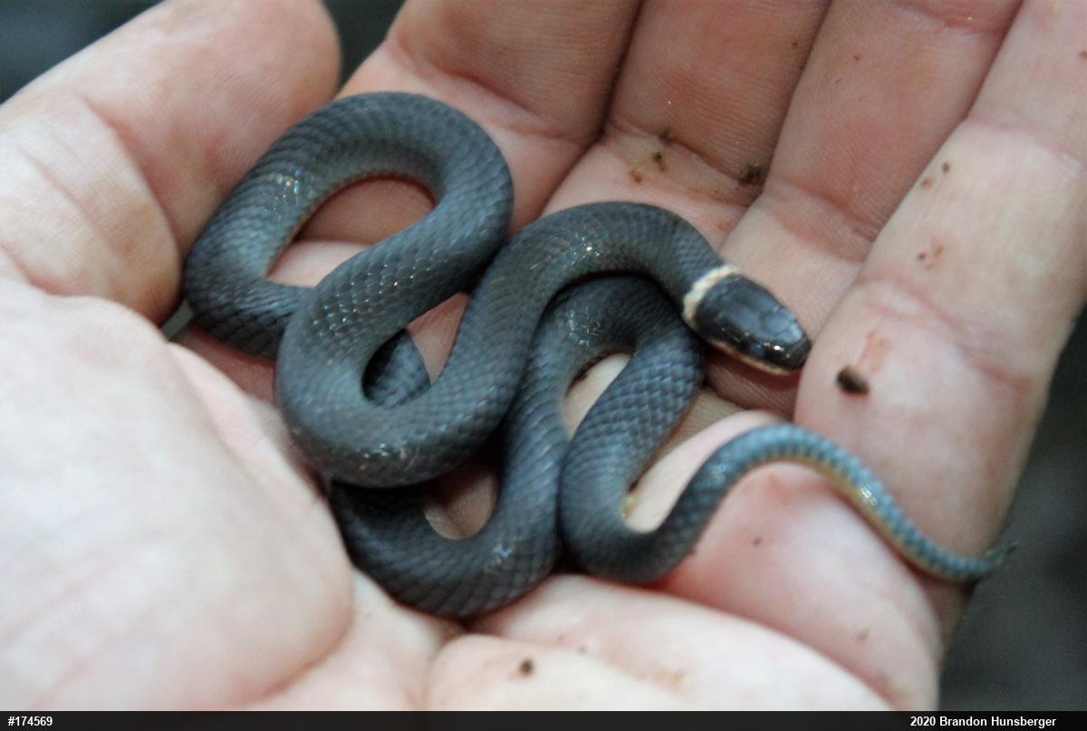 Northern Ring-necked Snake