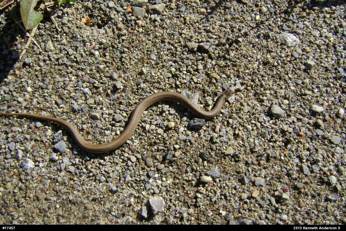 Dekay's Brownsnake