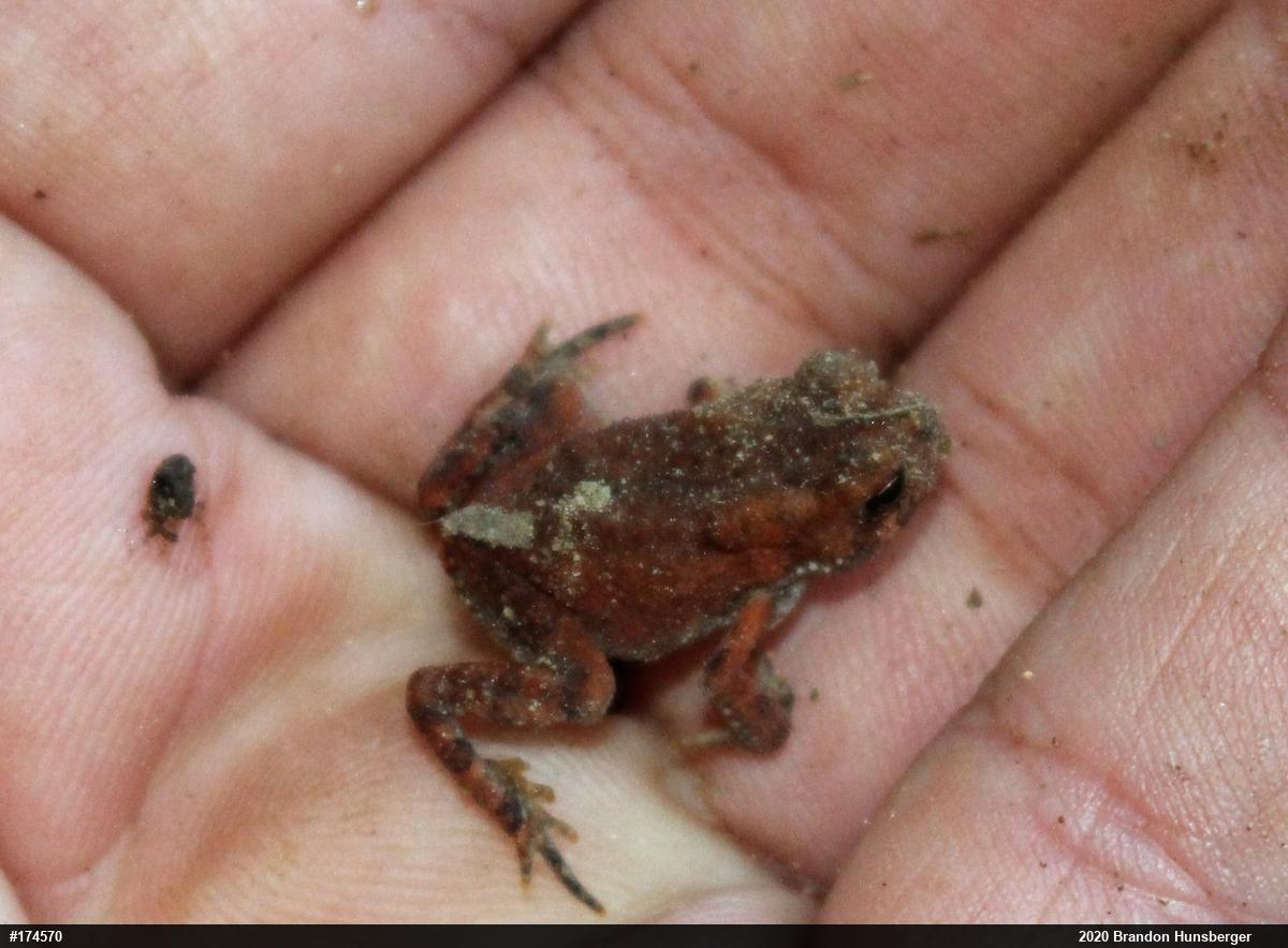 Eastern American Toad