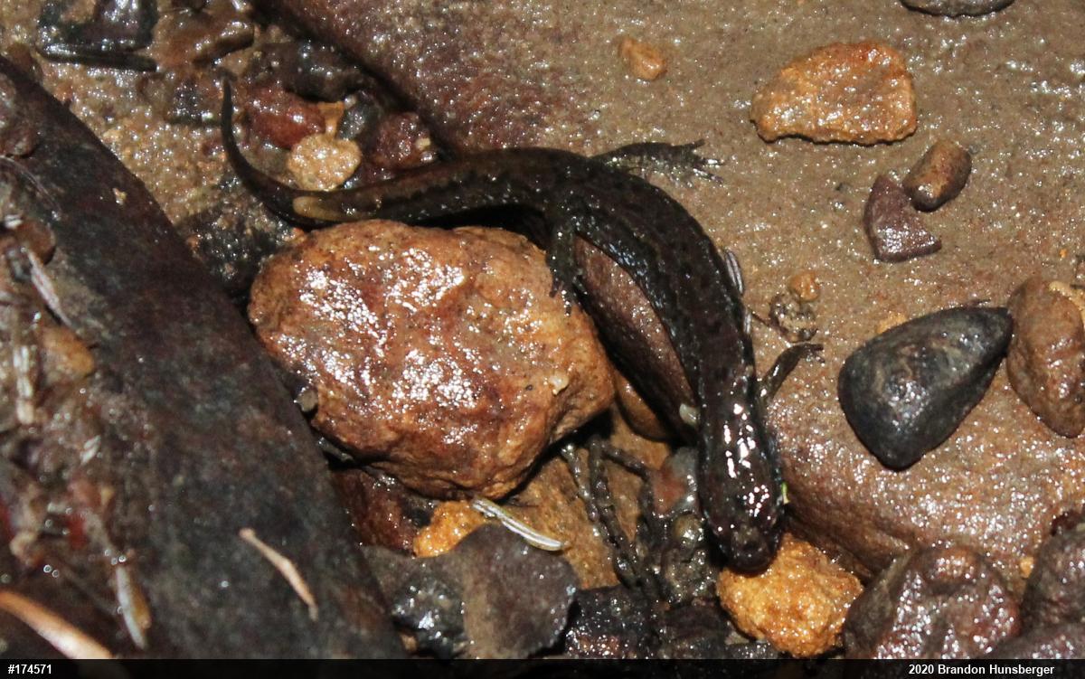 Northern Dusky Salamander