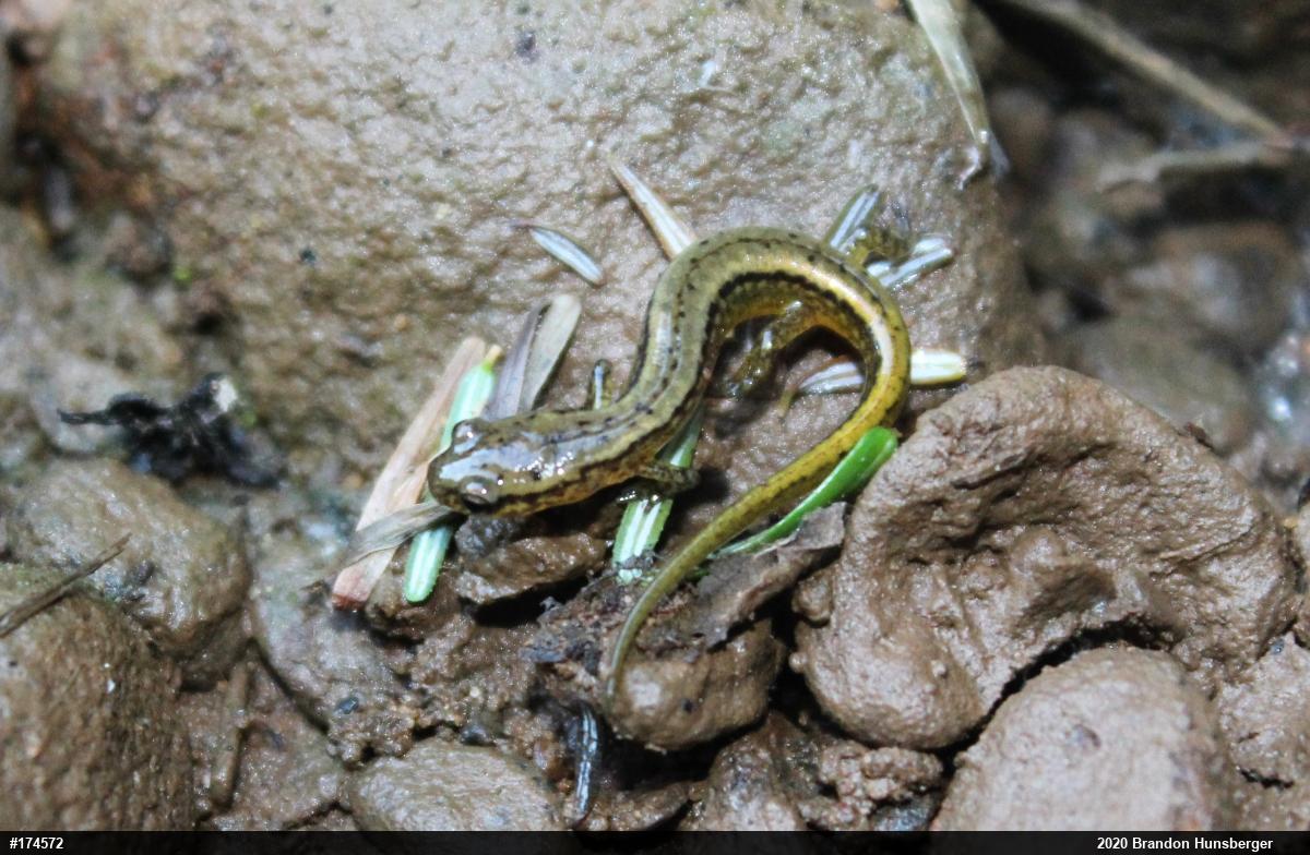 Northern Two-lined Salamander