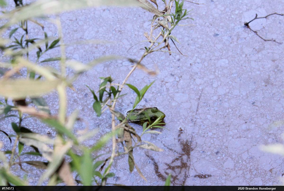 Green Frog