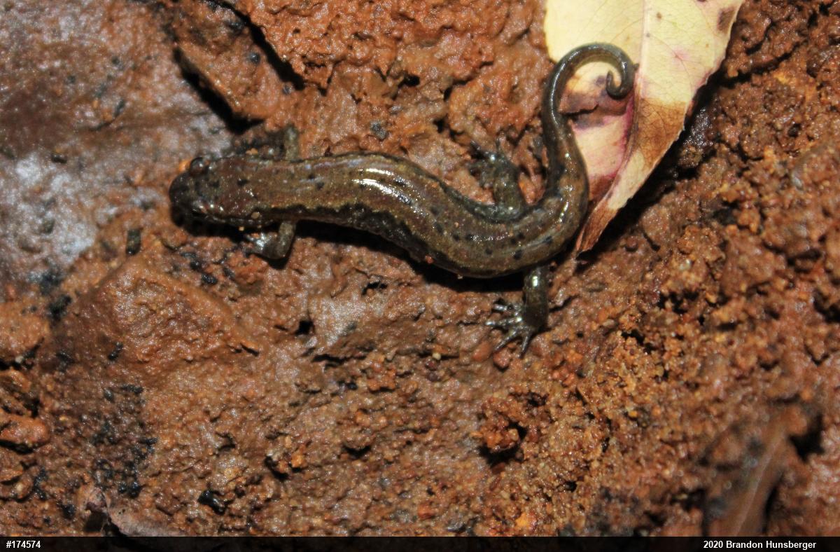 Northern Dusky Salamander