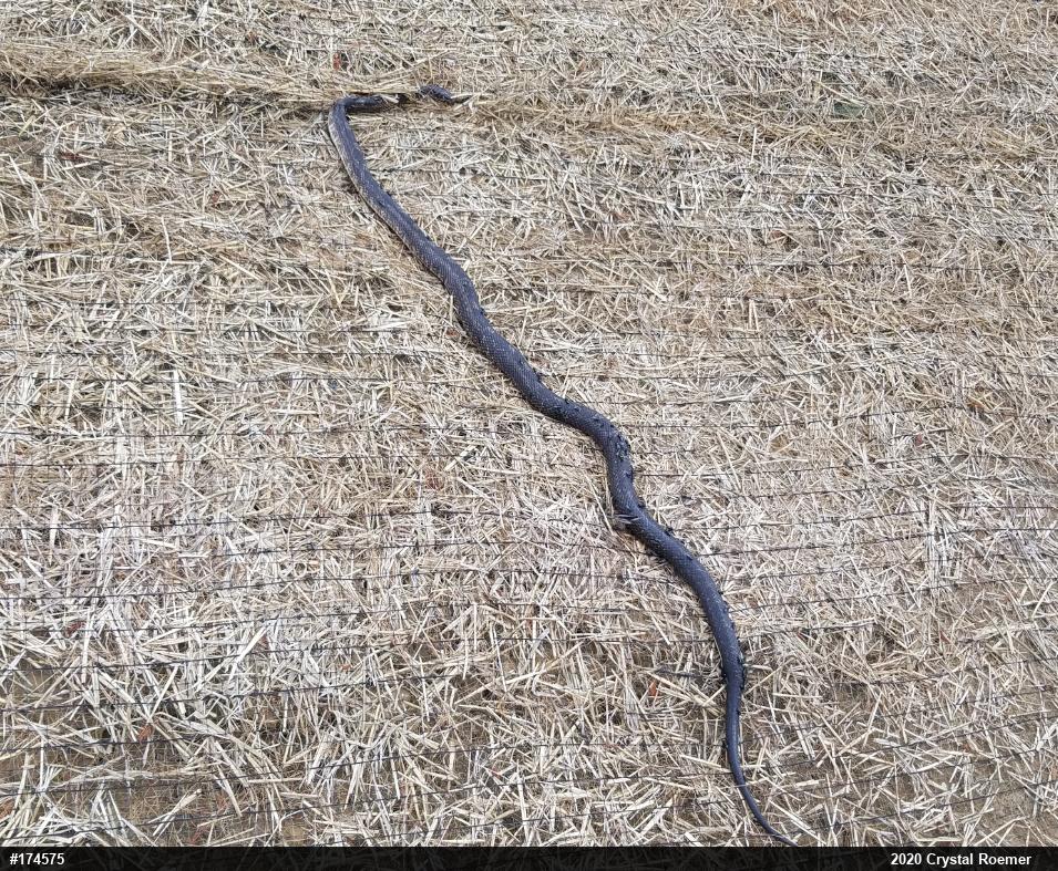Eastern Ratsnake