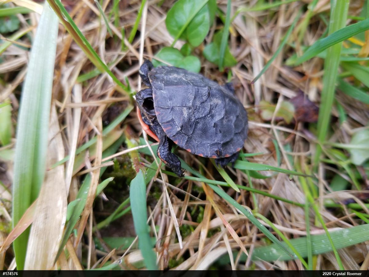 Painted Turtle